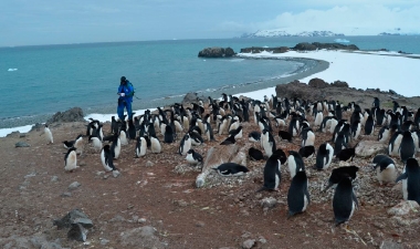 UCS - Pesquisadores da UCS vão à Antártica monitorar população de pinguins